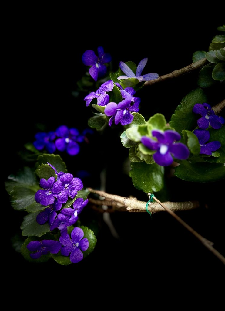 IMG_0509.jpeg