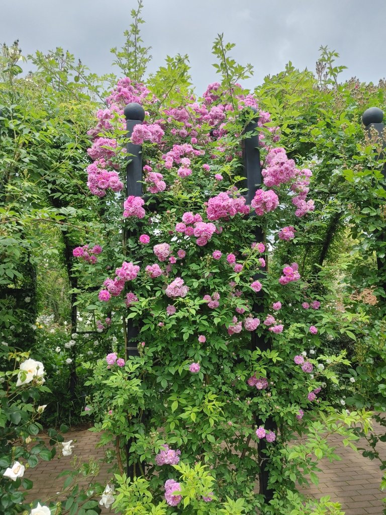20250509_113955_HDR.jpg