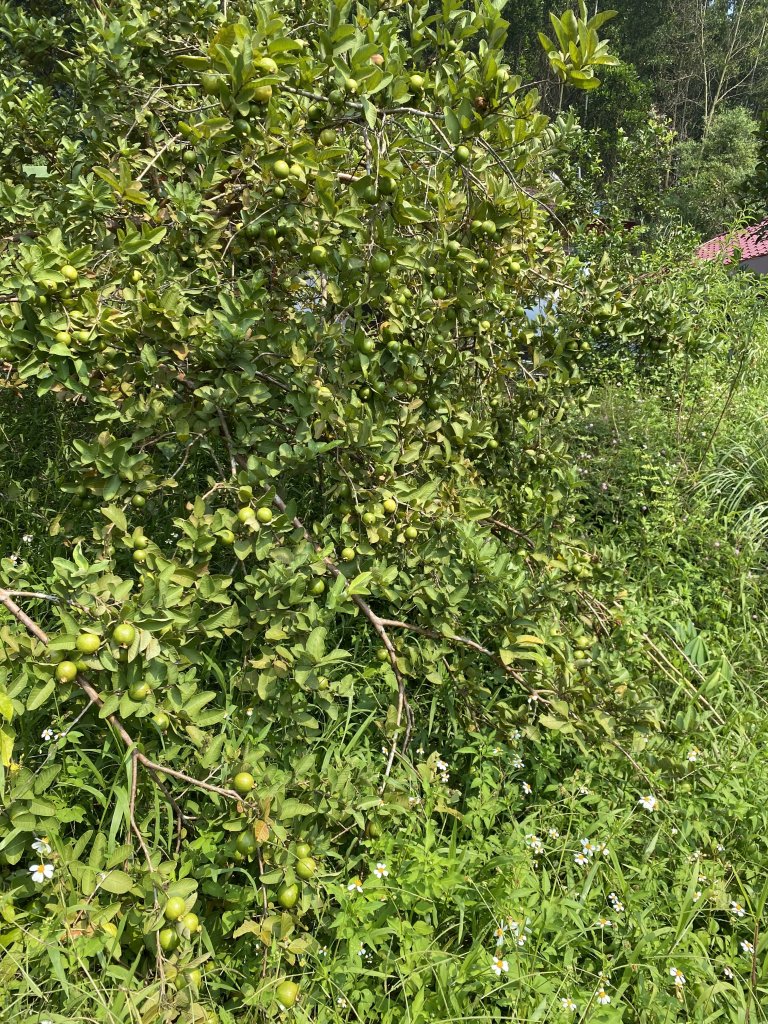 IMG_4943.jpeg