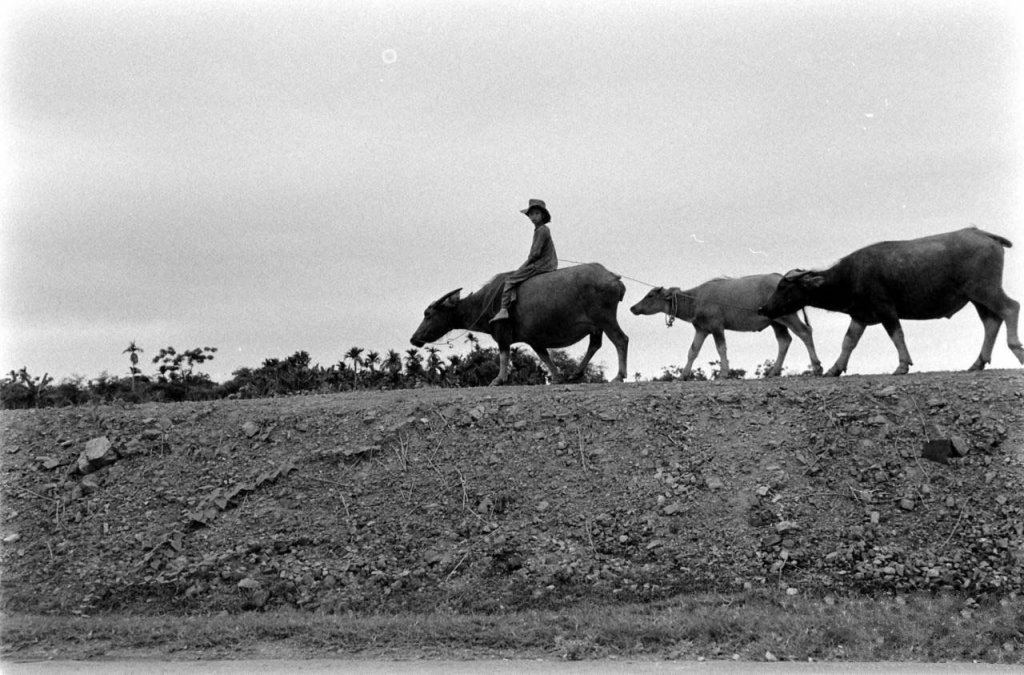Hải Phòng 1955_5_13 (93).jpg