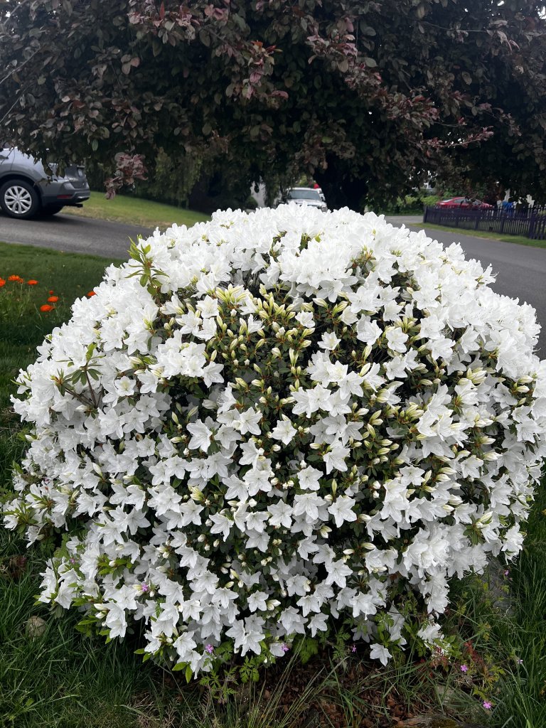 IMG_2916.jpeg