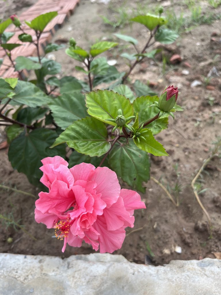 IMG_3457.jpeg