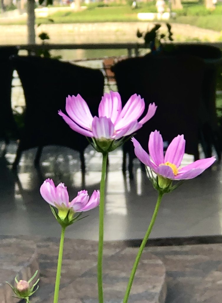 IMG_1668.jpeg