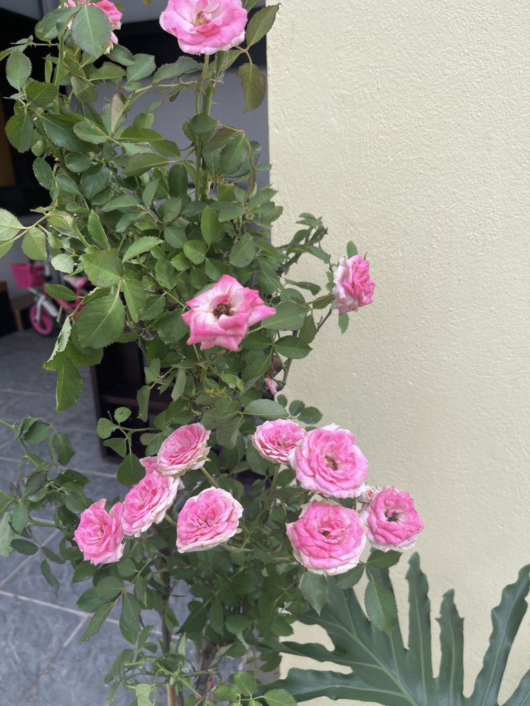 IMG_1170.jpeg