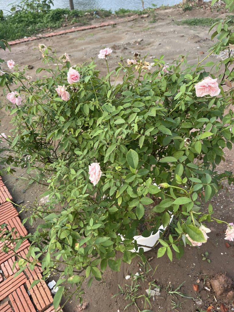 IMG_3463.jpeg