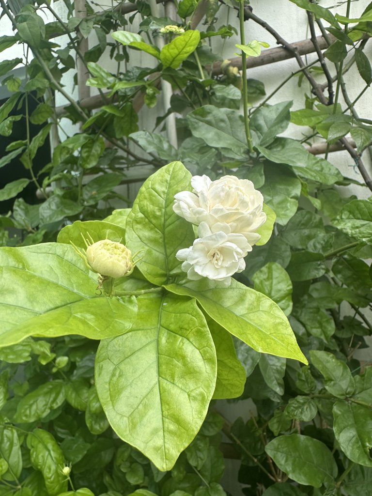IMG_0899.jpeg