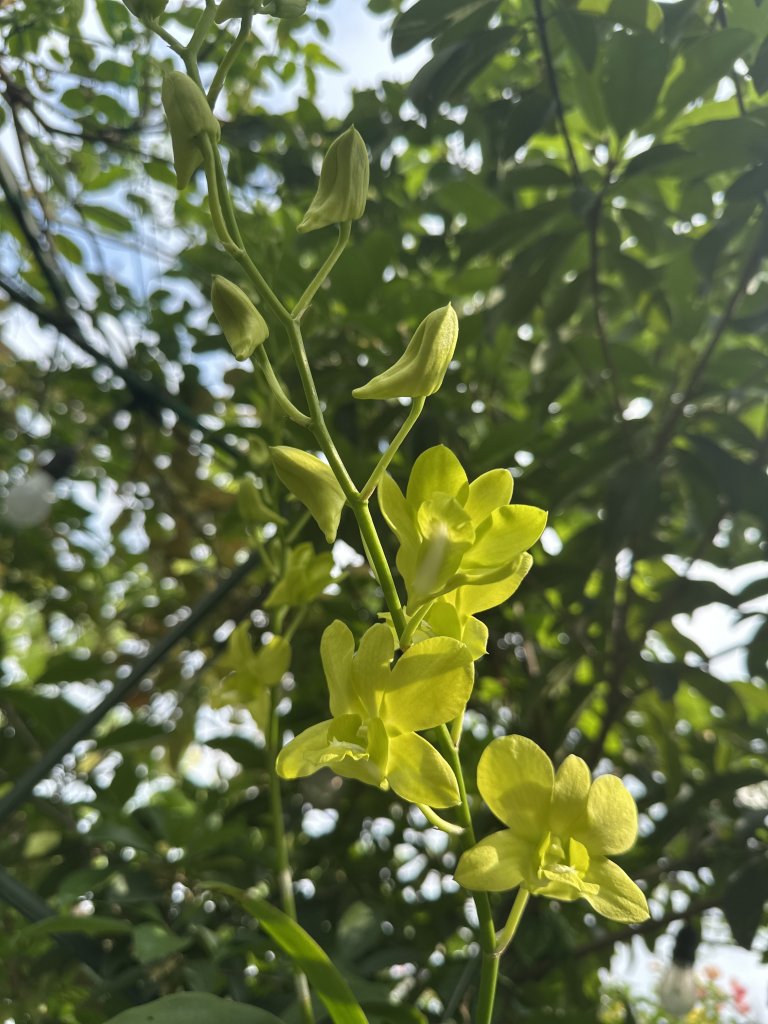 IMG_0906.jpeg