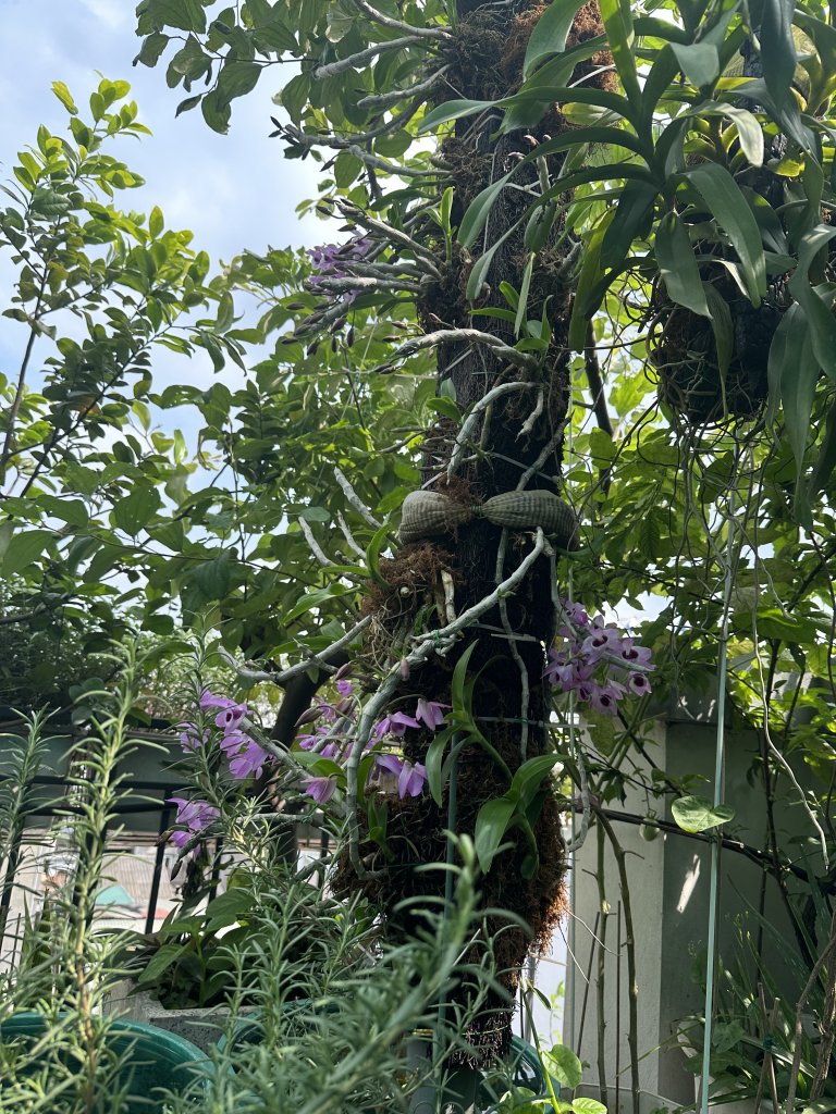 IMG_0896.jpeg