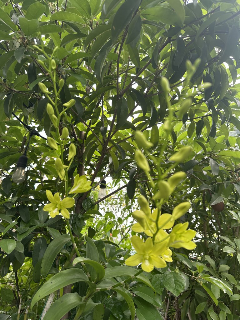 IMG_0909.jpeg