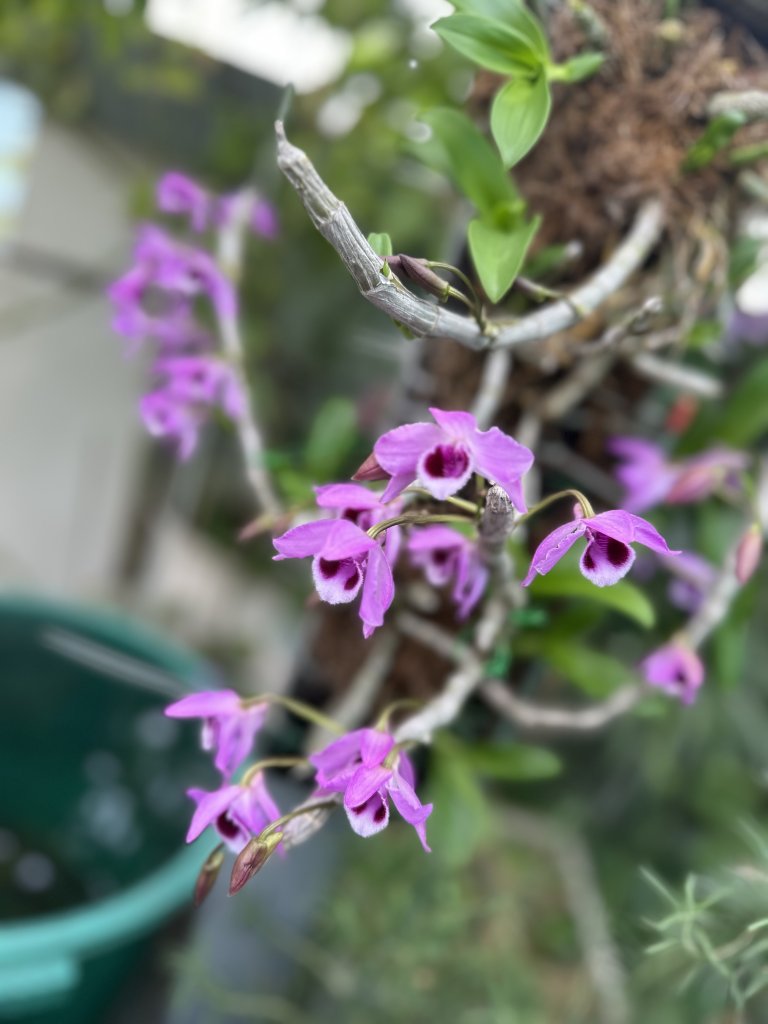 IMG_0915.jpeg