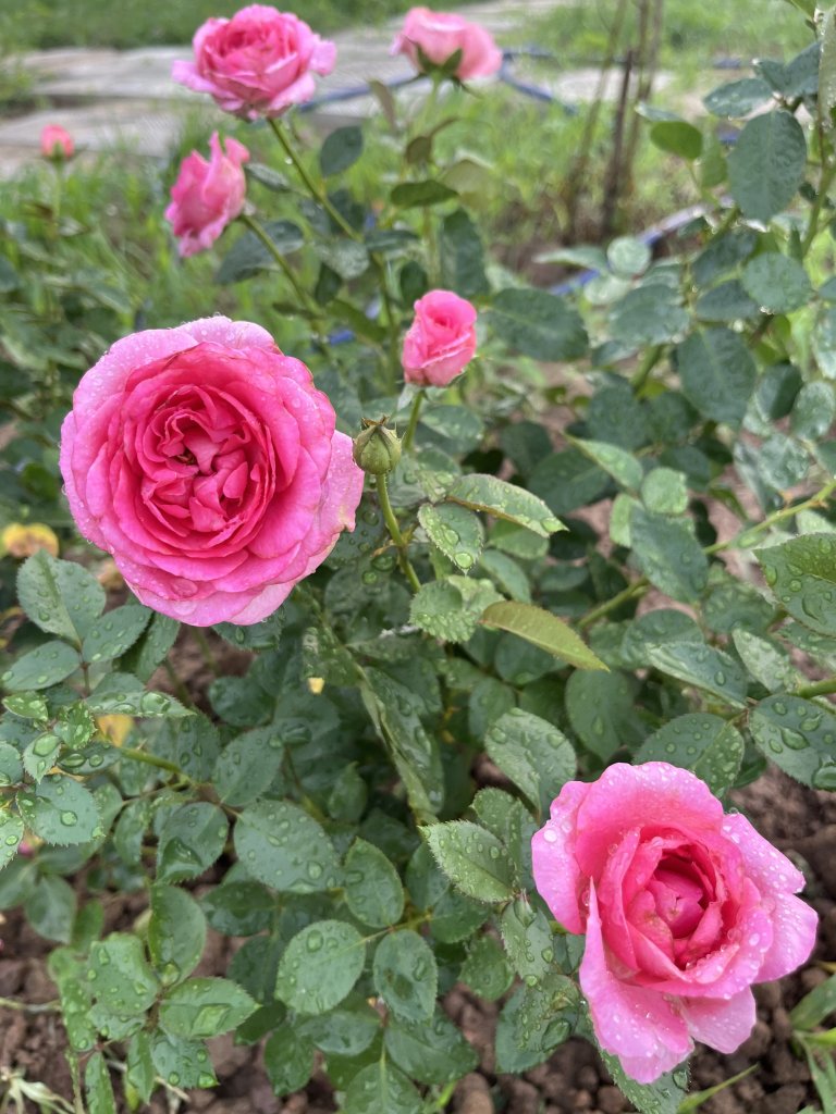IMG_3492.jpeg