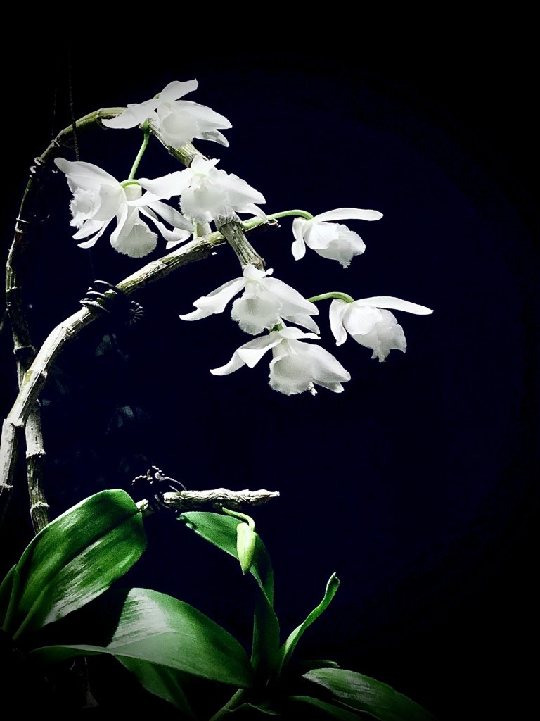 DBEF7910-690C-4E88-8A8C-B64A105A1258.jpeg