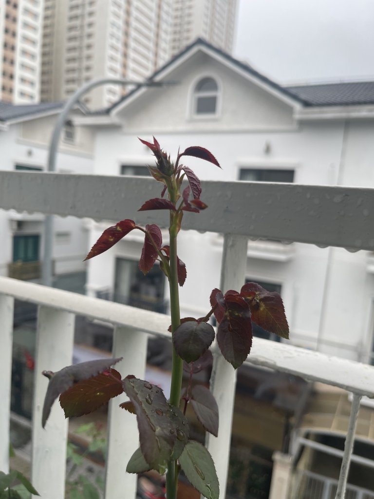 IMG_1268.jpeg