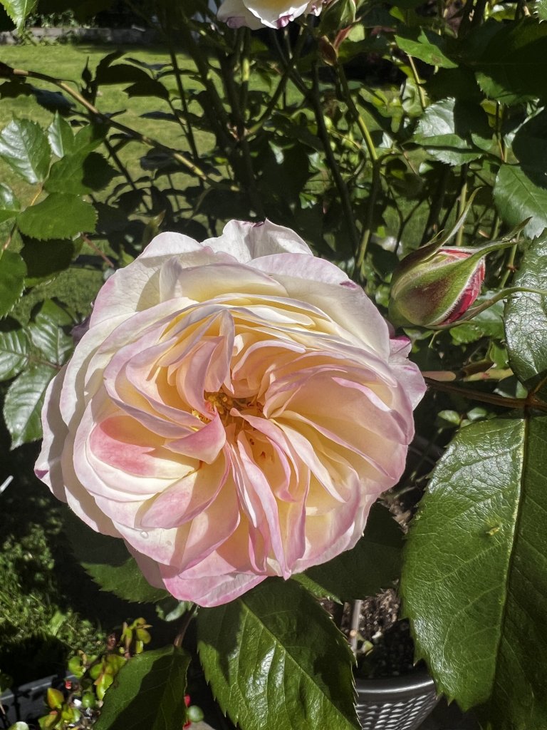 IMG_3015.jpeg