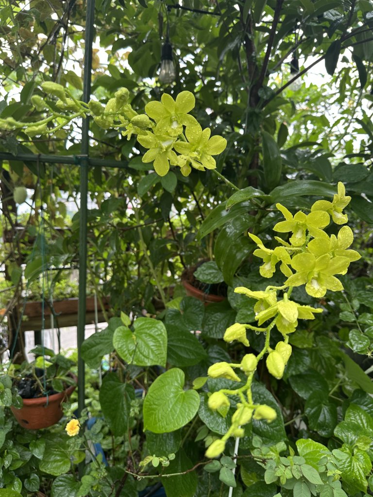 IMG_1107.jpeg