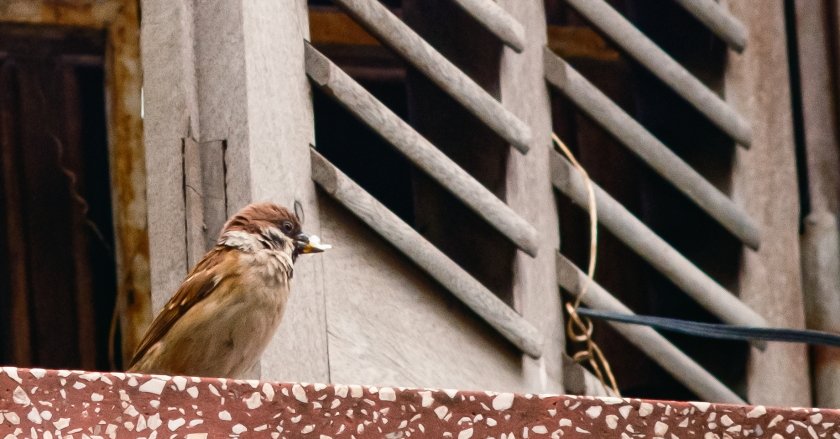SCF0070Crop.JPG