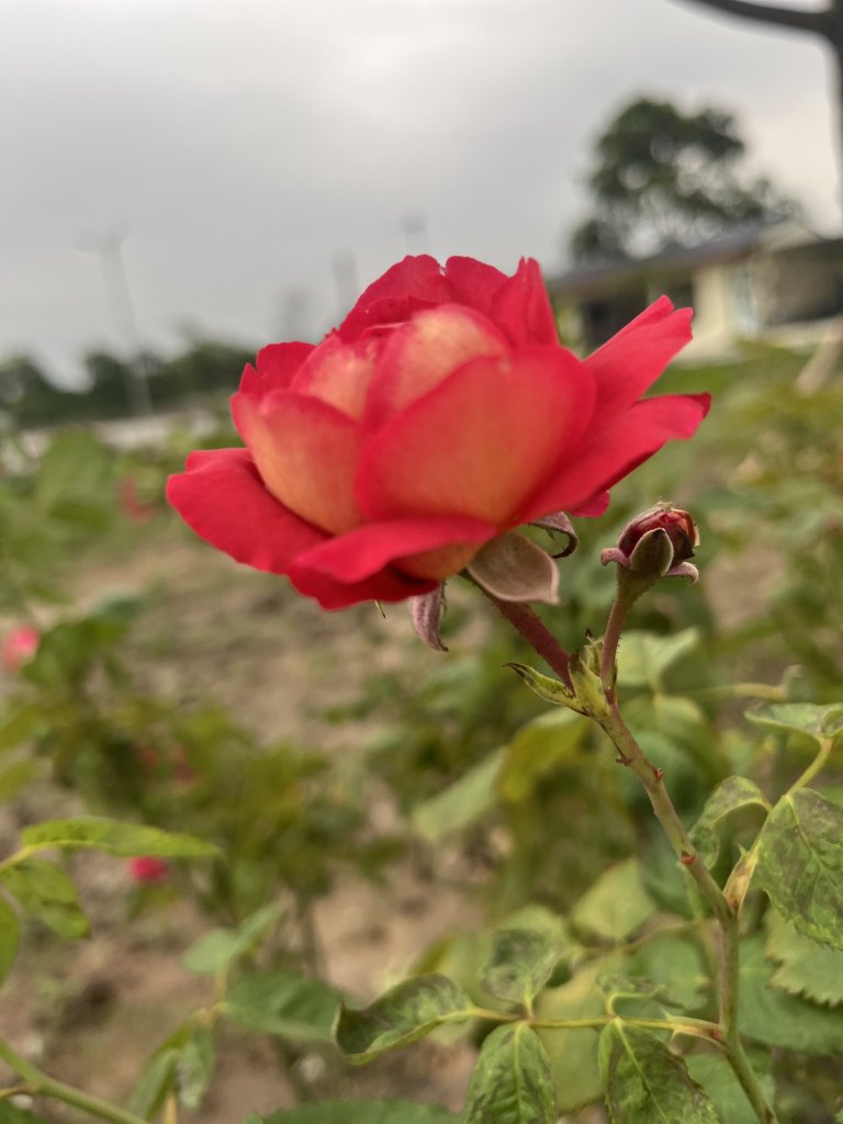 IMG_3511.jpeg