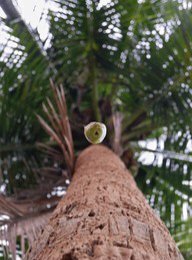 falling-coconut-tree-260nw-2327231331.jpg