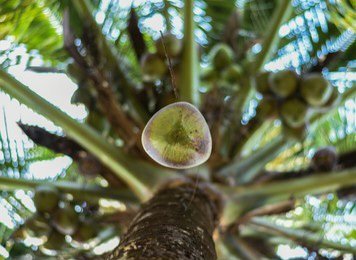 falling-coconut-top-tree-260nw-1733355797.jpg
