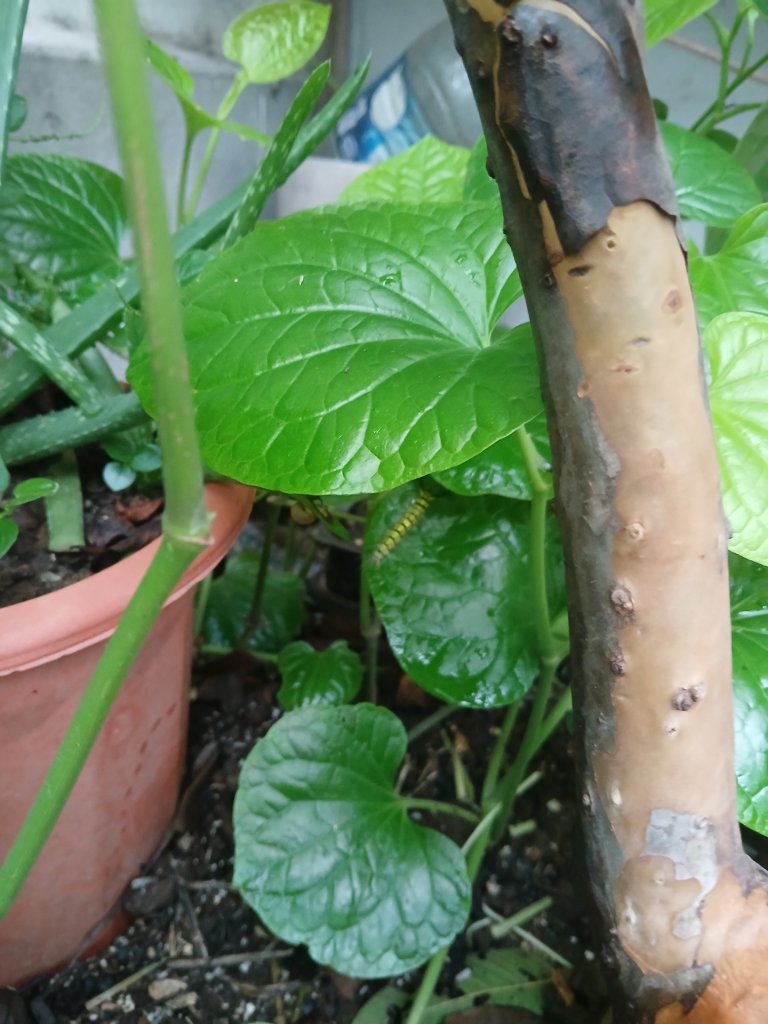 20250523_174940.jpg