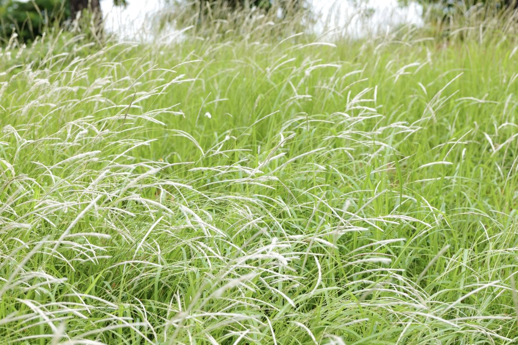 D340E315-18C6-4F29-BCEA-038C48918B70.jpeg
