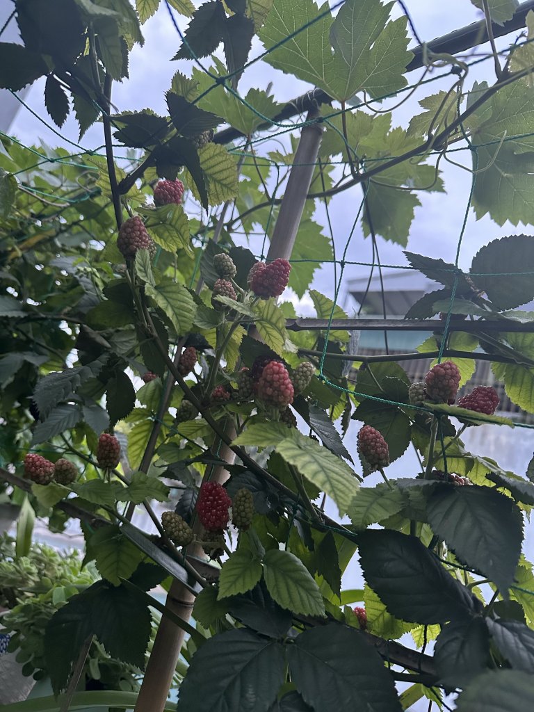 IMG_1137.jpeg