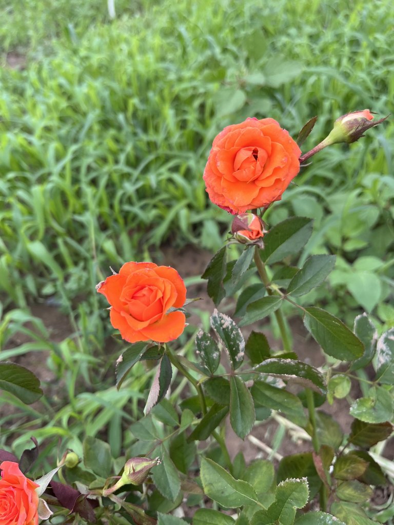 IMG_3513.jpeg