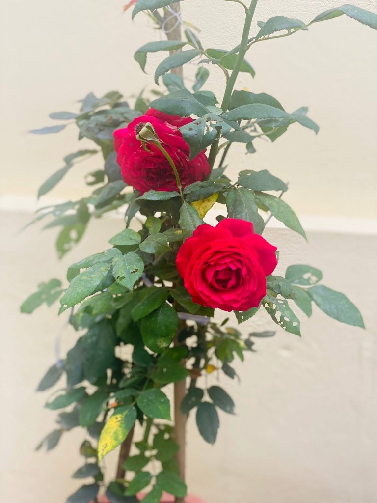 IMG_1350.jpeg