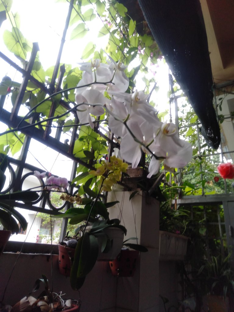 IMG20250528115423.jpg