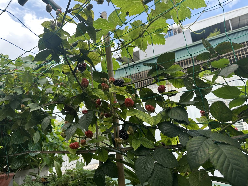 IMG_1268.jpeg