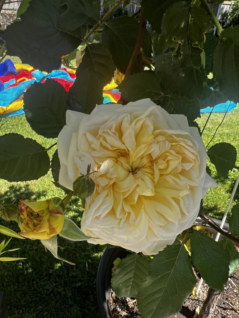 IMG_3120.jpeg