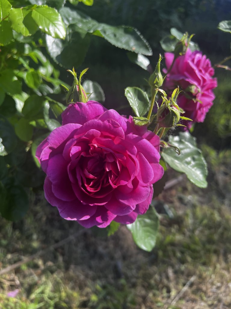 IMG_3111.jpeg