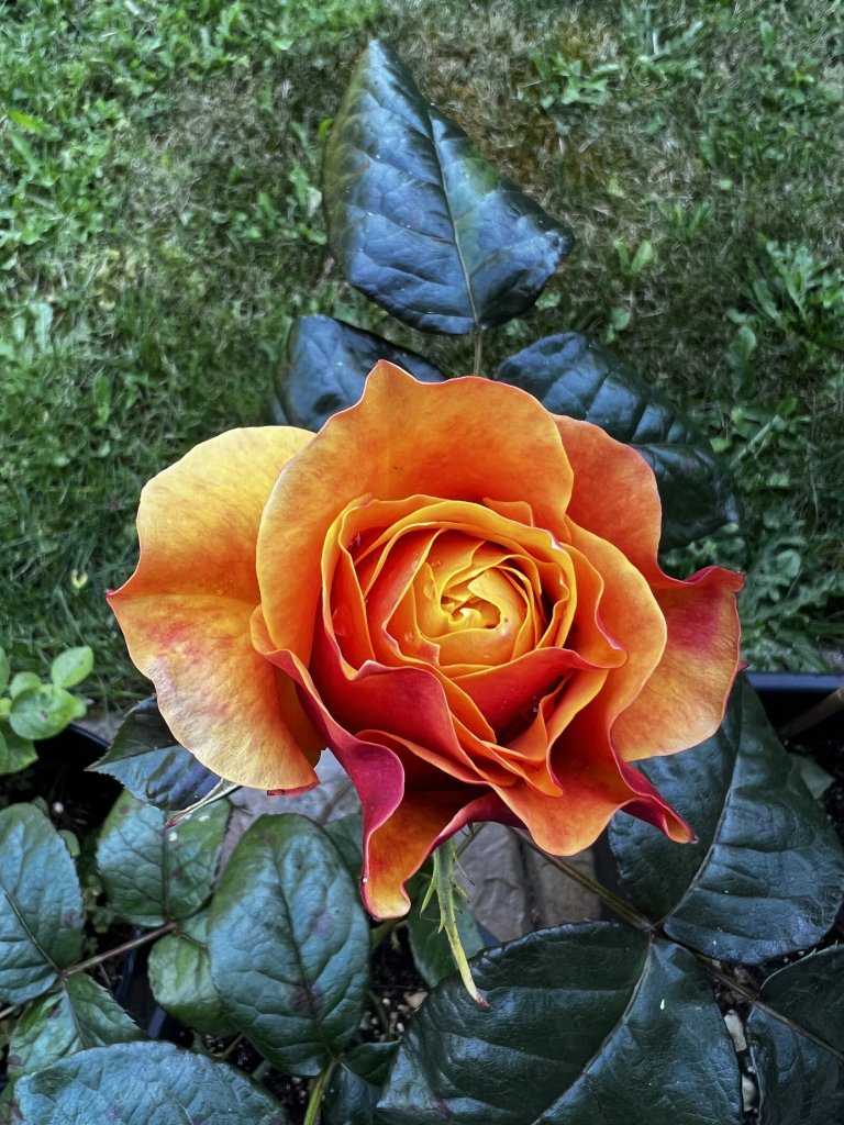 IMG_3149.jpeg