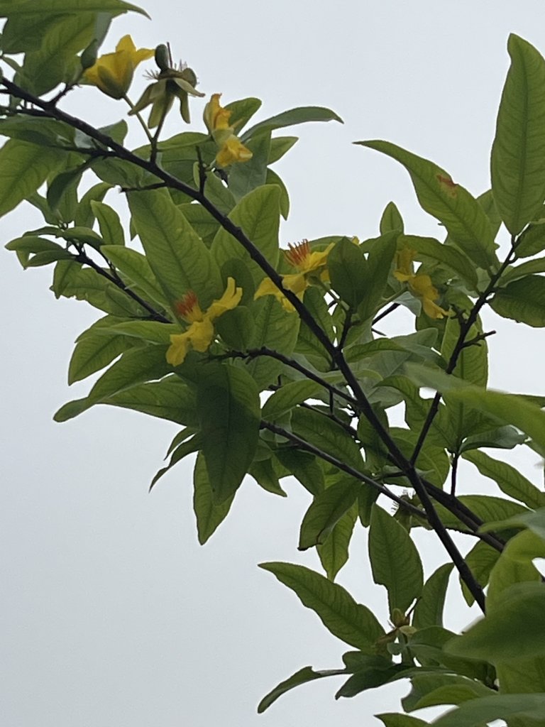 IMG_3520.jpeg