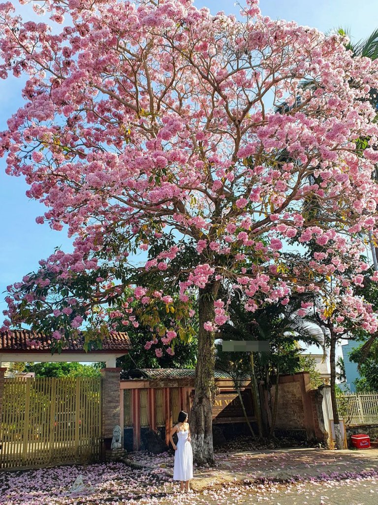 65f25a24fc78d44514ab10db_hoa-ken-hong-anh-1-1710228610-450-width1004height1339.jpg
