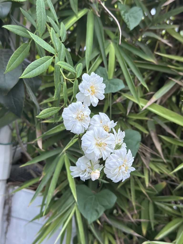 IMG_1462.jpeg