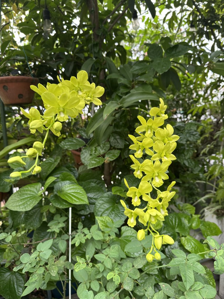IMG_1317.jpeg