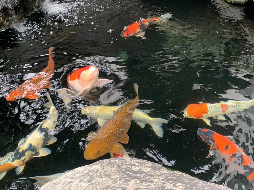 IMG_8454.jpeg
