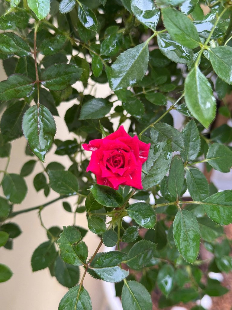 IMG_0345.jpeg