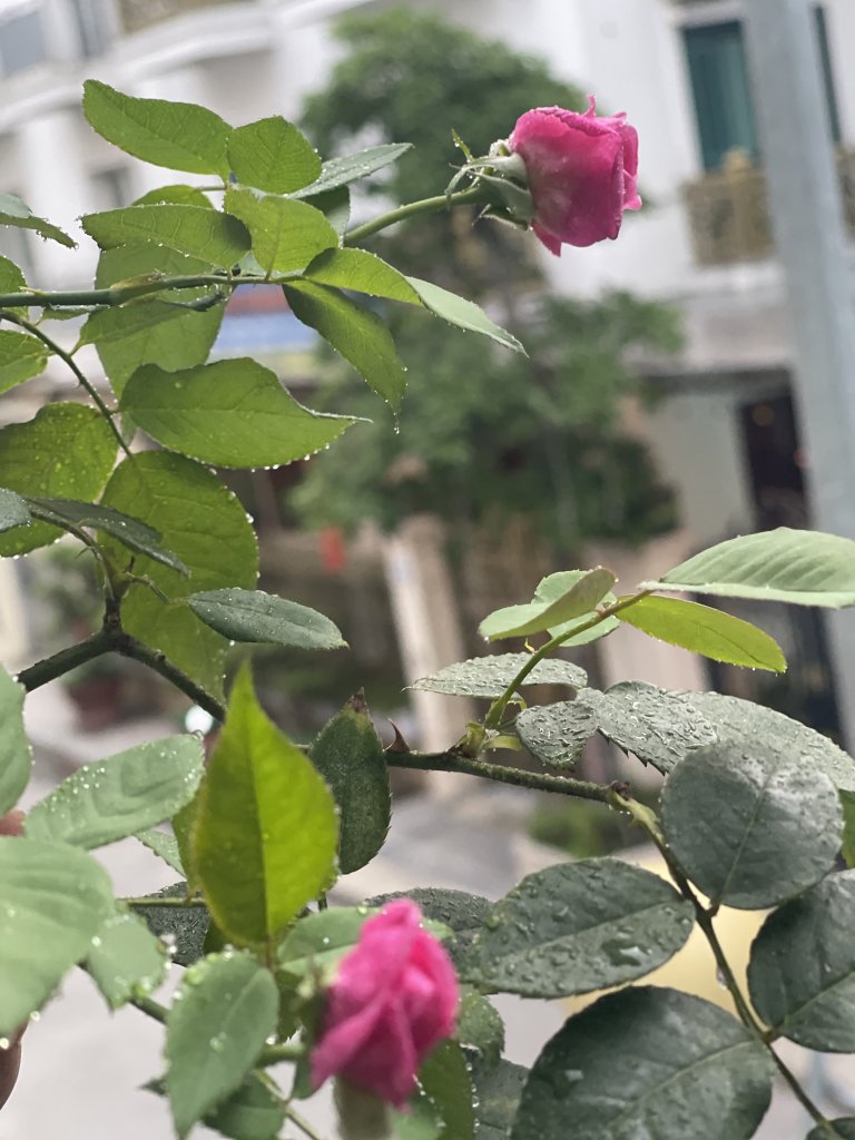 IMG_0342.jpeg