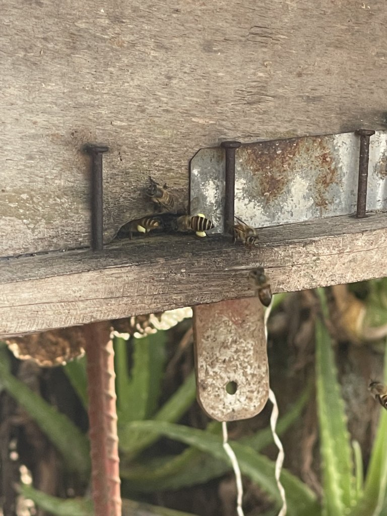 IMG_0371.jpeg
