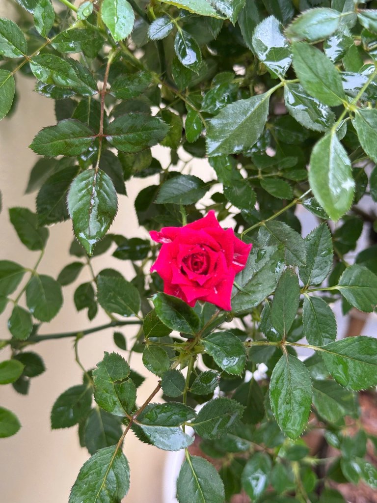 IMG_0344.jpeg