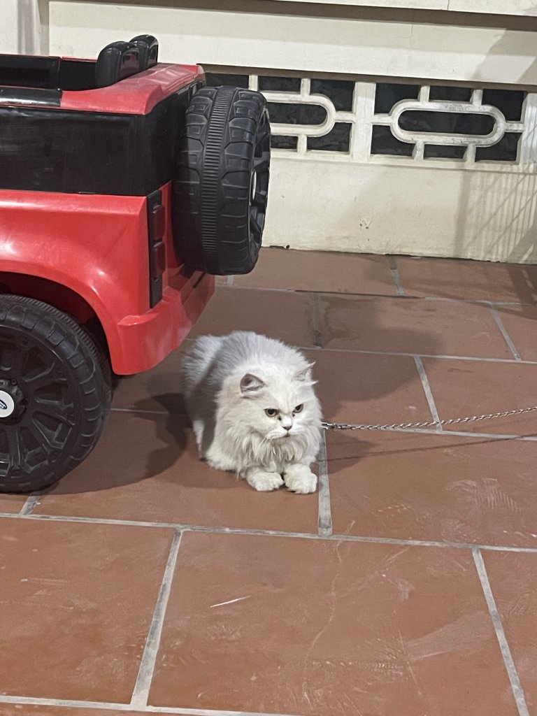 IMG_0403.jpeg