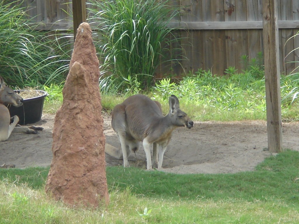 DSC02526.JPG