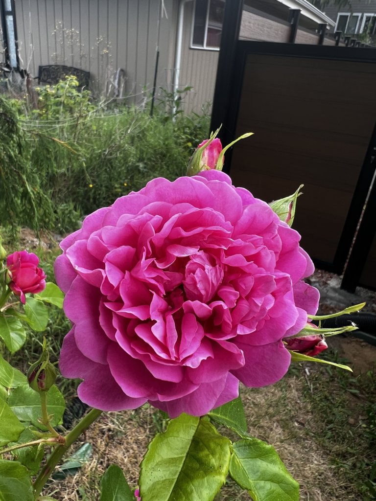 IMG_3510.jpeg