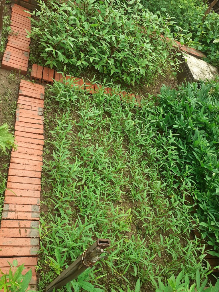 20250629_064500.jpg