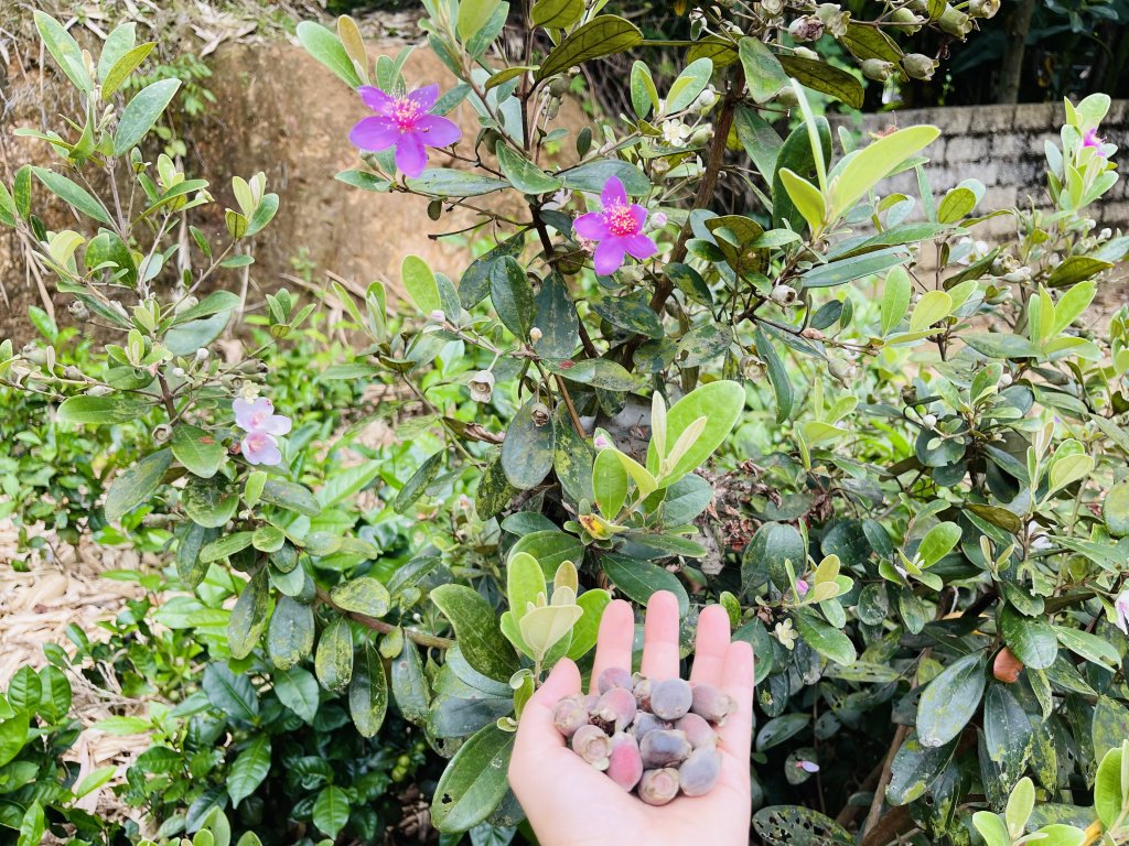 IMG_2606.jpeg