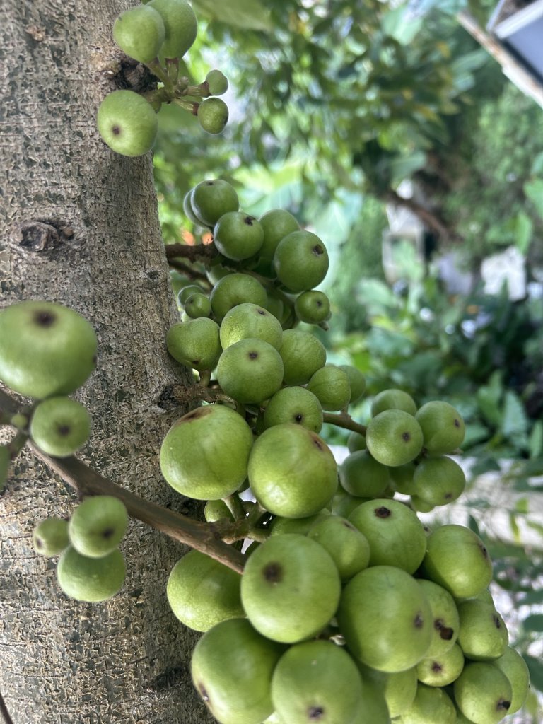 IMG_0625.jpeg