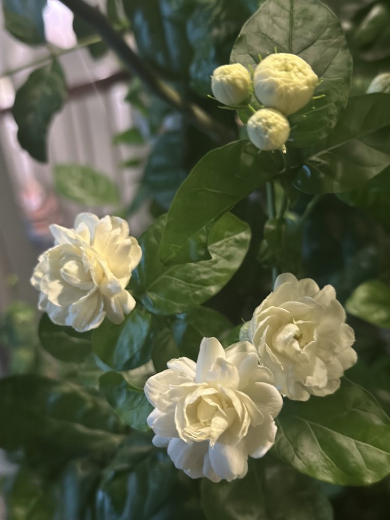 IMG_2056.jpeg