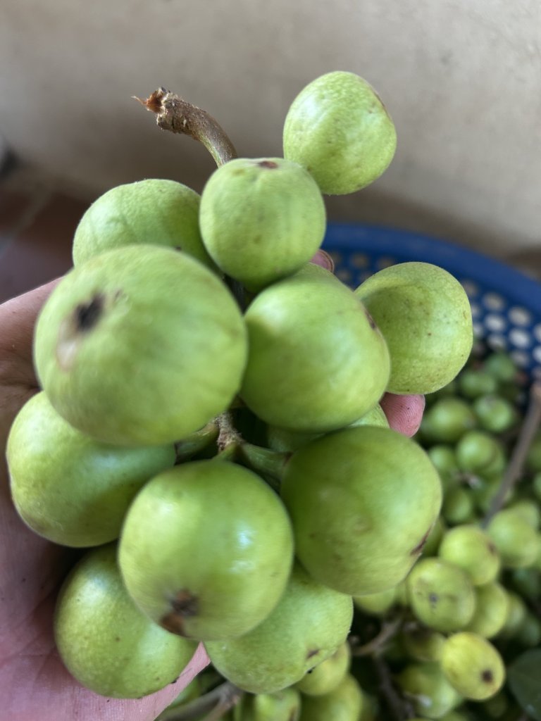 IMG_0627.jpeg